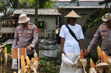Satreskrim Polres Karawang Melaksanakan kegiatan Pemantauan perkembangan Tanaman Jagung