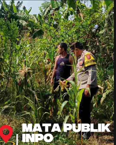 Dukung Ketahanan Pangan 2026, Bhabinkamtibmas Polsek Tegalwaru Monitoring Pemeliharaan Jagung Hibrida 